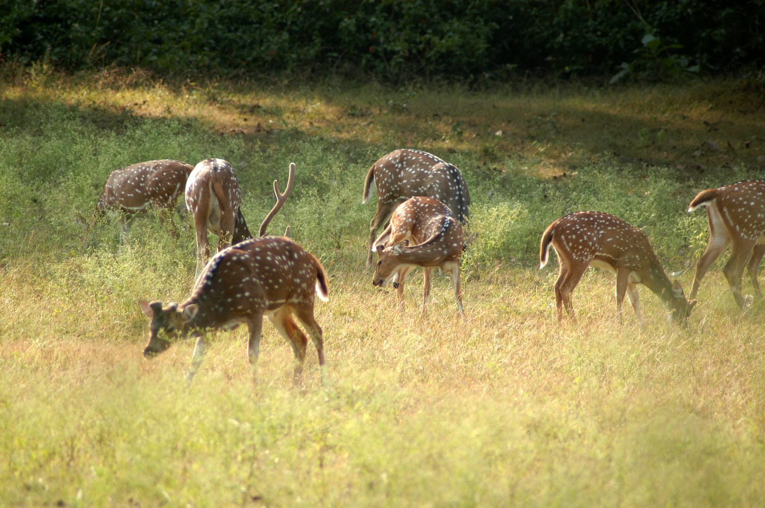 Betla National Park: A Haven of Tranquility and Wildlife in Palamu Division