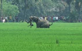 Tusker separated from group kills five in a week
