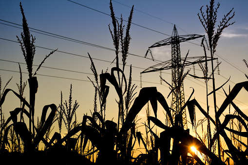 Ensuring uninterrupted 8-hour electricity supply to farmers daily, says Punjab Power Corporation