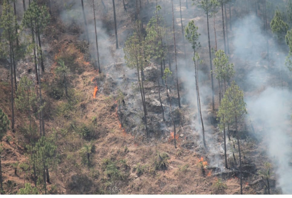 Wildfire killed wild animal in Himalayan terrain