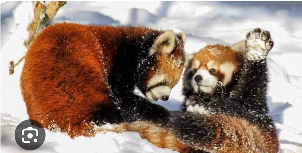 Poaching remains a serious problem for  Himalayan species in the mountain region
