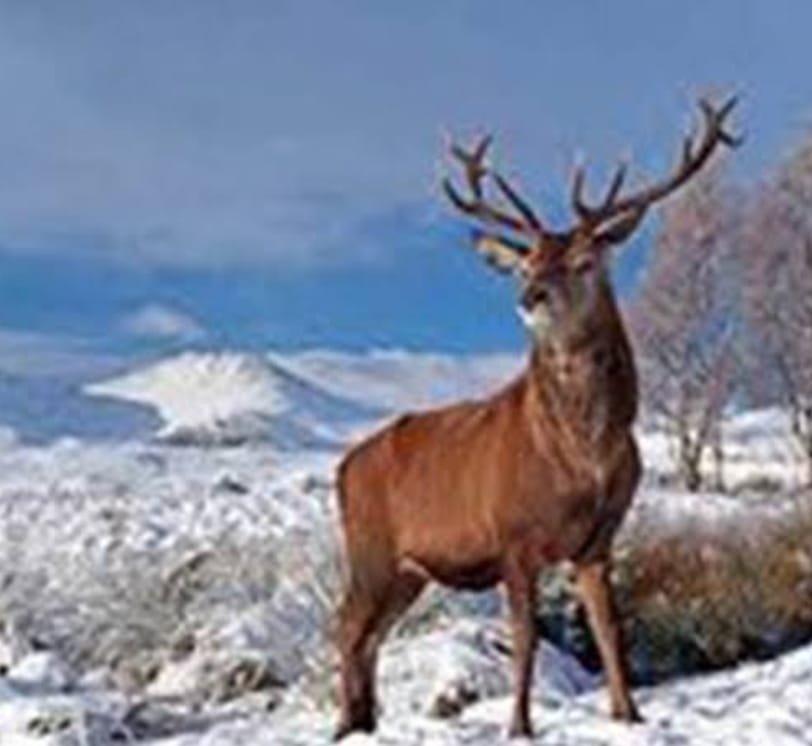Kashmiri Hangul categorised verge of extinction by scientist