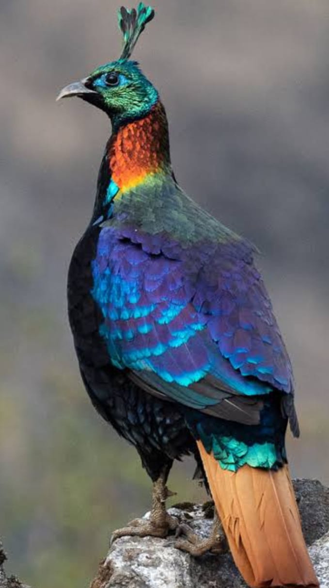 Dense Mountain Population Puts Himalayan Monal at Risk of Vulnerability
