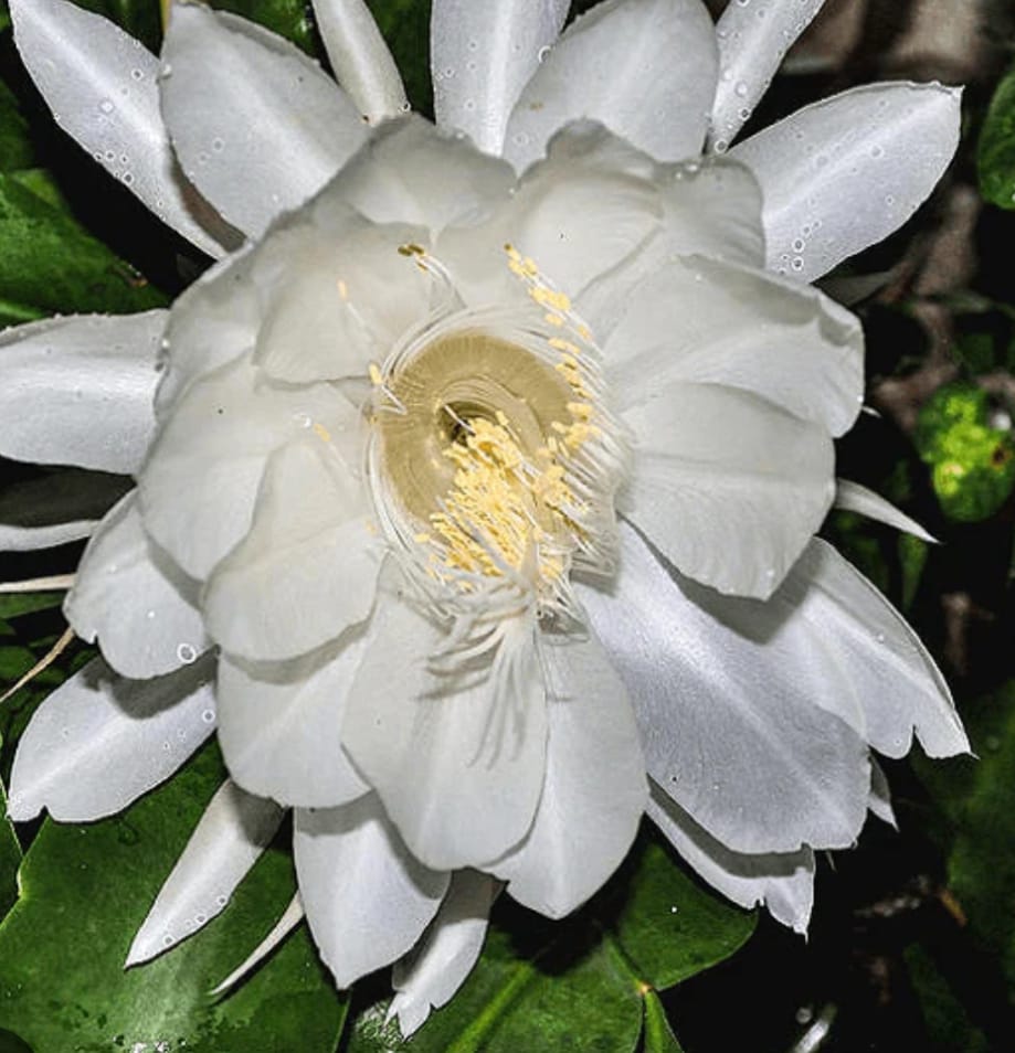 Sacred Flower of the Himalayas Teeters on the Brink of Extinction