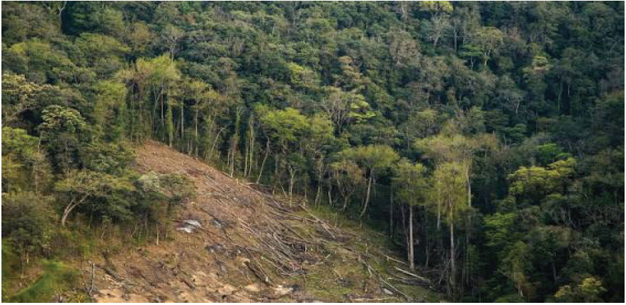 The Anatomy of Structural Proliferation: A Century of Administrative Upheaval in Indian Forestry (1875–2026)