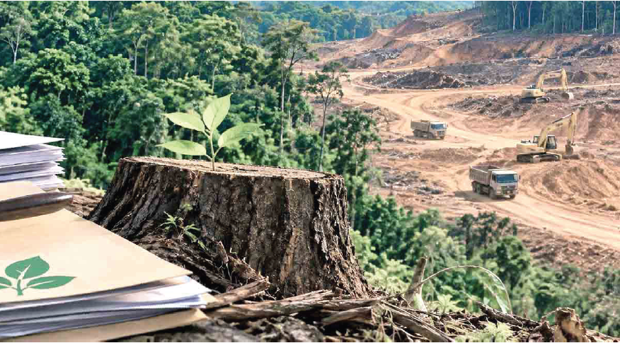 Karnataka’s Forest Governance Crisis: The Anatomy of Policy Paralysis